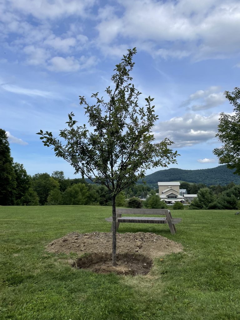 A photograph taken on a sunny day of a small apple tree that has just been planted; taken on a summer day. A theater can be seen in the background off to the right.